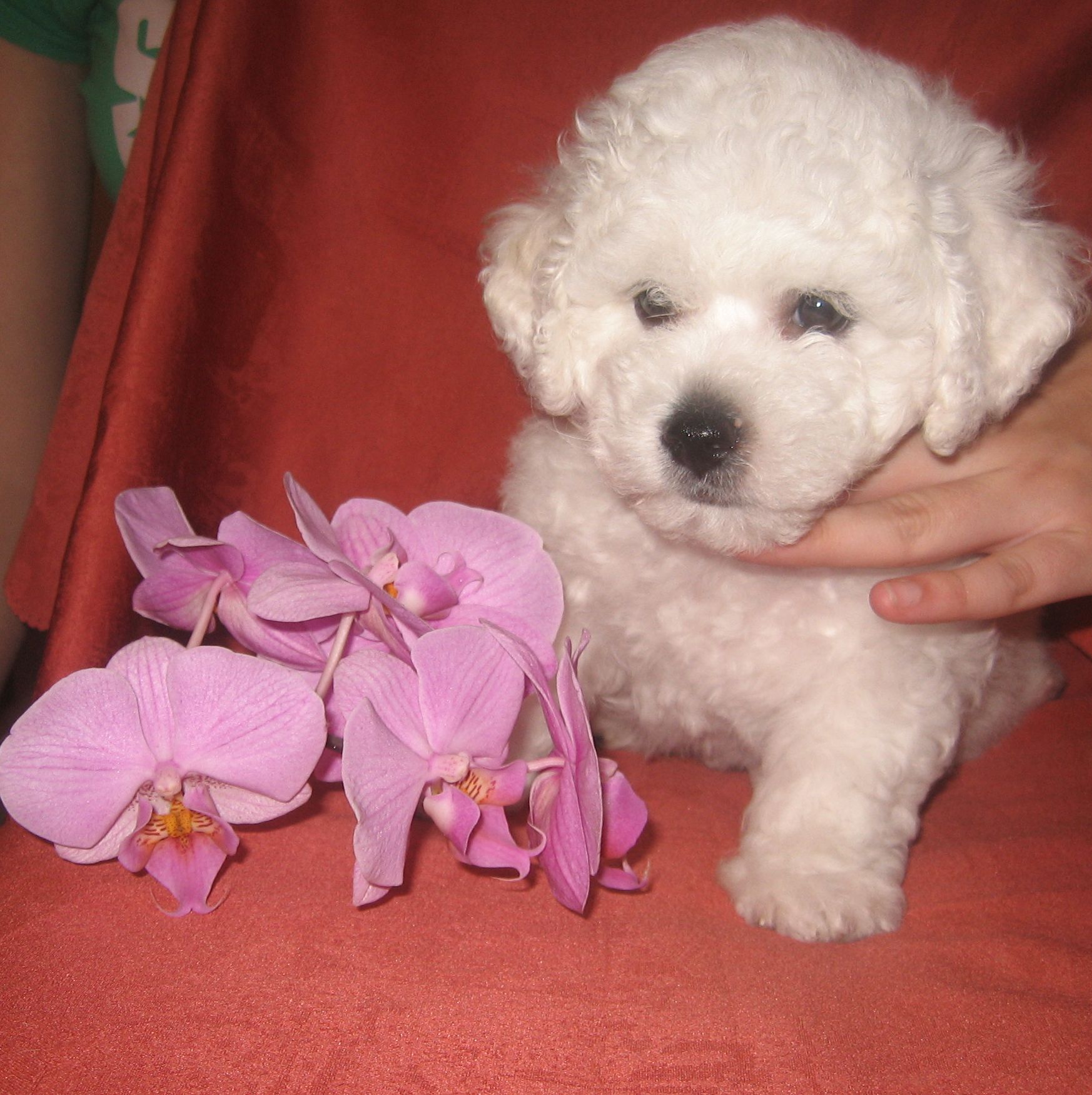stříhání 17. 6. 2010 020o.jpg