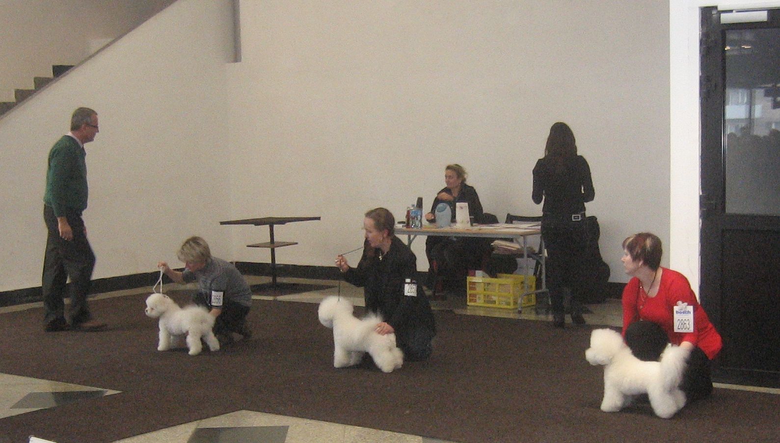 CACIB Katowice 20. 3. 2011 023o